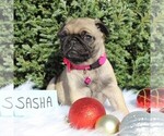 Small Photo #3 Pug Puppy For Sale in GREENCASTLE, PA, USA