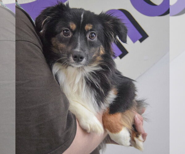 Medium Photo #3 Australian Shepherd-Unknown Mix Puppy For Sale in Huntley, IL, USA