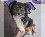 Small #2 Australian Shepherd Mix