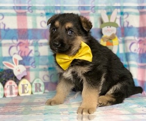 German Shepherd Dog Puppy for sale in LANCASTER, PA, USA