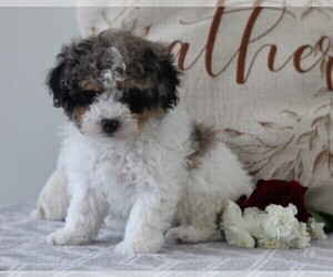 Poodle (Miniature) Puppy for sale in FREDERICKSBURG, OH, USA