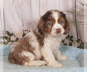 Cocker Spaniel Puppy for sale in PENNS CREEK, PA, USA