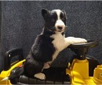 Small Photo #182 Border Collie Puppy For Sale in NORBORNE, MO, USA