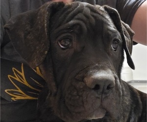 American Bulldog-Cane Corso Mix Puppy for sale in DES MOINES, IA, USA