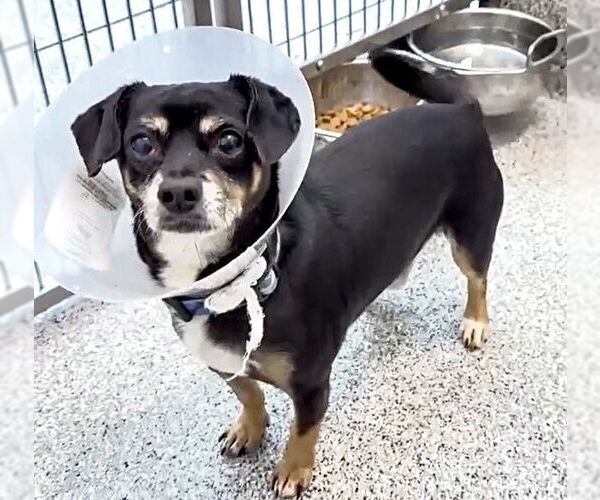 Medium Photo #1 Chihuahua Puppy For Sale in Houston, TX, USA