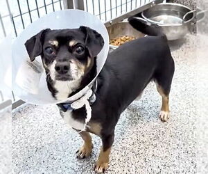 Chihuahua Dogs for adoption in Houston, TX, USA