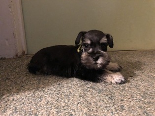 Schnauzer (Miniature) Puppy for sale in DELAFIELD, WI, USA