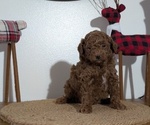 Small Photo #47 Poodle (Miniature) Puppy For Sale in GOSHEN, IN, USA