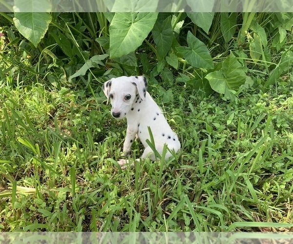 Medium Photo #11 Dalmatian Puppy For Sale in MERRITT IS, FL, USA