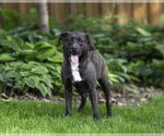 Small #1 Labrador Retriever Mix
