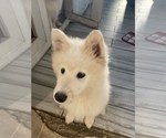 Small Photo #6 Samoyed-Shetland Sheepdog Mix Puppy For Sale in GOSHEN, IN, USA
