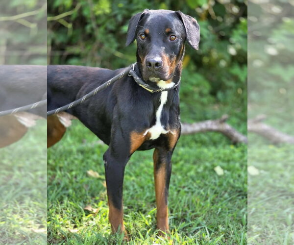 Medium Photo #2 Black and Tan Coonhound-Unknown Mix Puppy For Sale in Anniston, AL, USA