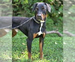 Small #1 Black and Tan Coonhound Mix