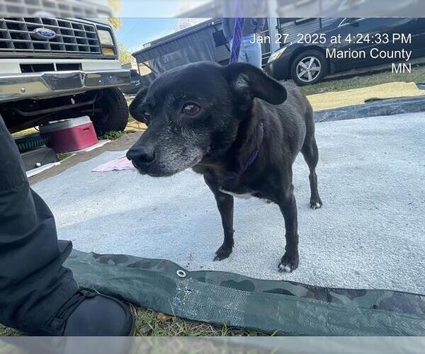Medium Photo #1 Mutt Puppy For Sale in Ocala, FL, USA