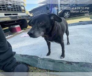 Mutt Dogs for adoption in Ocala, FL, USA