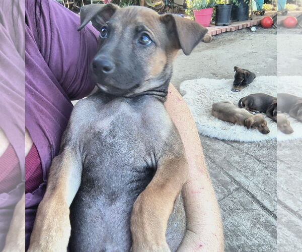 Medium Photo #3 Mutt Puppy For Sale in Fallbrook, CA, USA