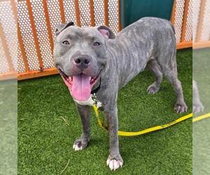 Mutt Dogs for adoption in Las Vegas, NV, USA