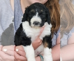 Small Bernedoodle-Woodle Mix