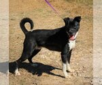 Small Basenji-Boxer Mix