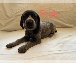 German Shorthaired Pointer Puppy for Sale in CONWAY, South Carolina USA