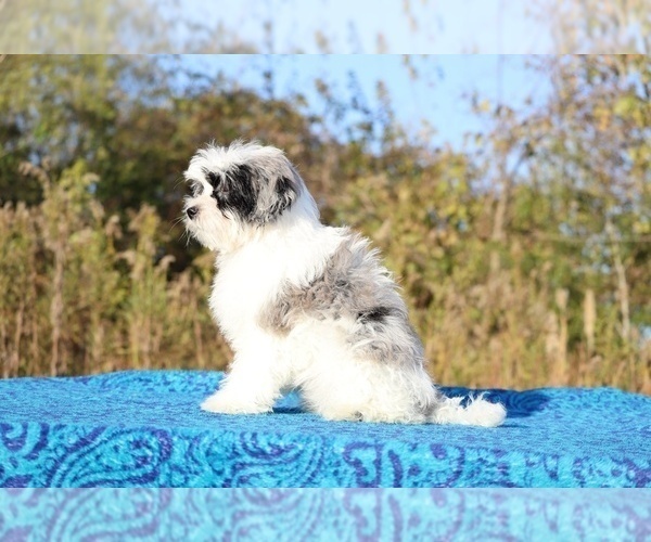 Medium Photo #7 ShihPoo Puppy For Sale in DYERSBURG, TN, USA