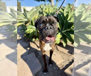 Boxer Dogs for adoption in Seal Beach, CA, USA