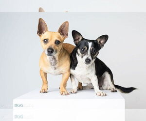 Chihuahua Dogs for adoption in Tampa, FL, USA