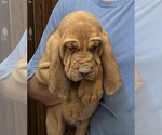 Red LM 4 - Male Bloodhound Puppy for Sale - Photo #10