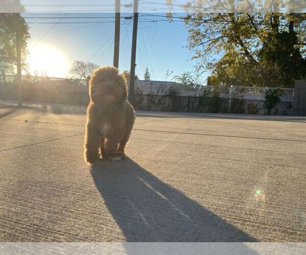 Medium Photo #9 Goldendoodle Puppy For Sale in DETROIT, MI, USA