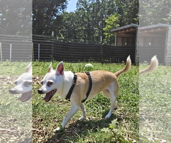 Medium Photo #3 Jack Russell Terrier-Unknown Mix Puppy For Sale in Rustburg, VA, USA