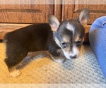 Small #2 Pembroke Welsh Corgi