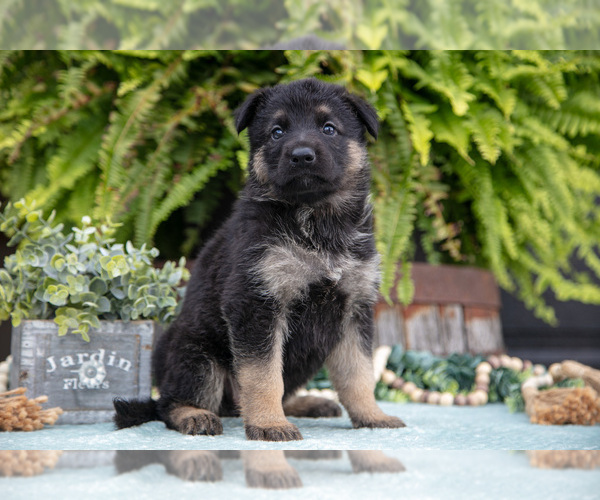 Medium Photo #15 German Shepherd Dog Puppy For Sale in FREDERICKSBURG, OH, USA