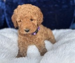 Small #3 Goldendoodle (Miniature)