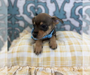 Chihuahua-Shiba Inu Mix Dogs for adoption in Chico, CA, USA