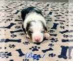 Small #8 Australian Shepherd