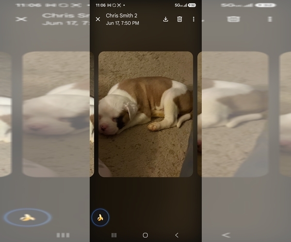 Medium Photo #8 American Bulldog Puppy For Sale in INDEPENDENCE, MO, USA