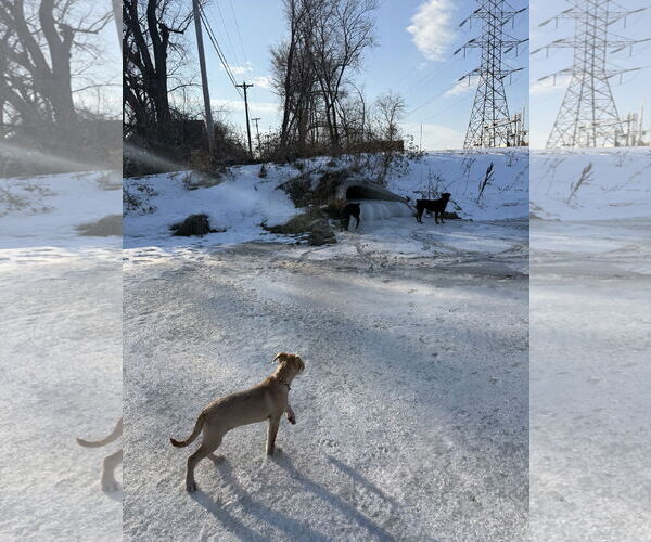 Medium Photo #11 Staffordshire Bull Terrier-Unknown Mix Puppy For Sale in Princeton, MN, USA