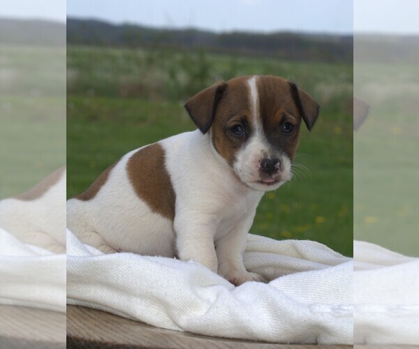 Medium Photo #1 Jack Russell Terrier Puppy For Sale in ORRVILLE, OH, USA