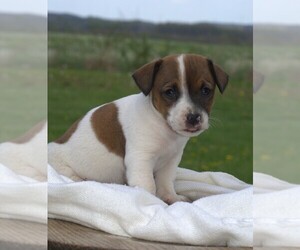 Jack Russell Terrier Puppy for sale in ORRVILLE, OH, USA