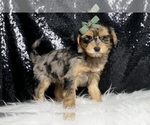 Small #5 Morkie