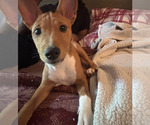 Small #10 Basenji