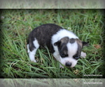 Small Photo #7 Chihuahua Puppy For Sale in WISTER, OK, USA