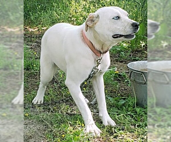 Medium Photo #1 Mutt Puppy For Sale in Harrison, AR, USA