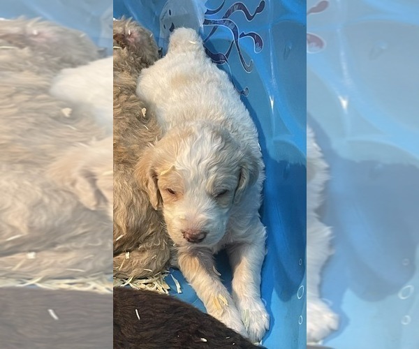 Medium Photo #2 Goldendoodle Puppy For Sale in ELLISGROVE, IL, USA