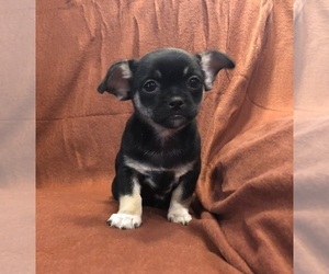 Chihuahua Puppy for sale in SHERMAN, TX, USA