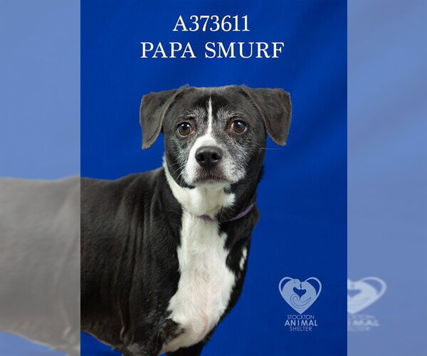 Medium Photo #2 Mutt Puppy For Sale in Stockton, CA, USA