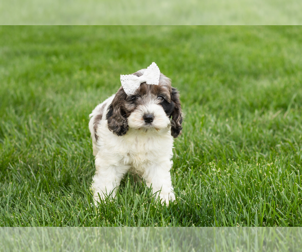Medium Photo #2 Cockapoo (Miniature) Puppy For Sale in NAPPANEE, IN, USA