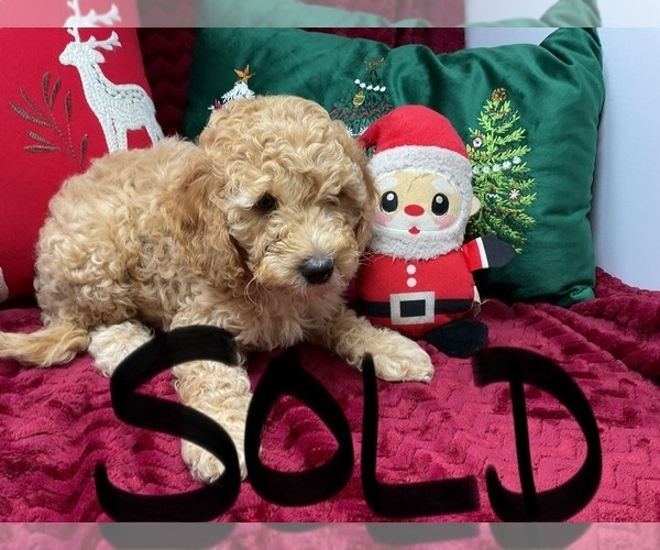 Medium Photo #6 Goldendoodle (Miniature) Puppy For Sale in BATTLE CREEK, MI, USA
