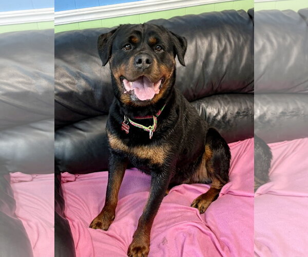 Medium Photo #3 Rottweiler Puppy For Sale in Spring Lake, NJ, USA