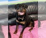 Small #2 Rottweiler